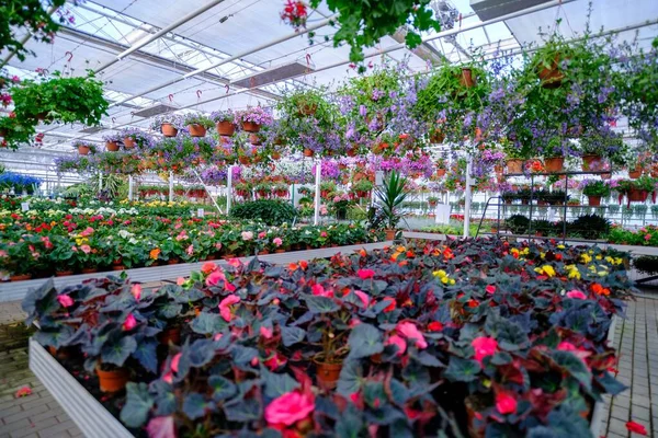 Duża Szklarnia Kwiatami Hodowla Kwiatów Szklarniach Wnętrze Nowoczesnej Szklarni Kwiatowej Obraz Stockowy