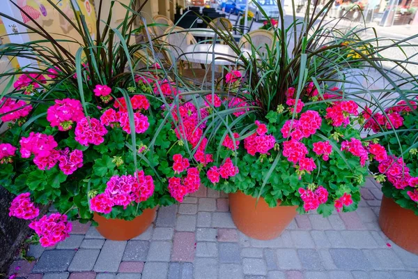 Hermosa Vista Diferentes Flores Aire Libre Hermosos Fondos Coloridos Naturaleza —  Fotos de Stock