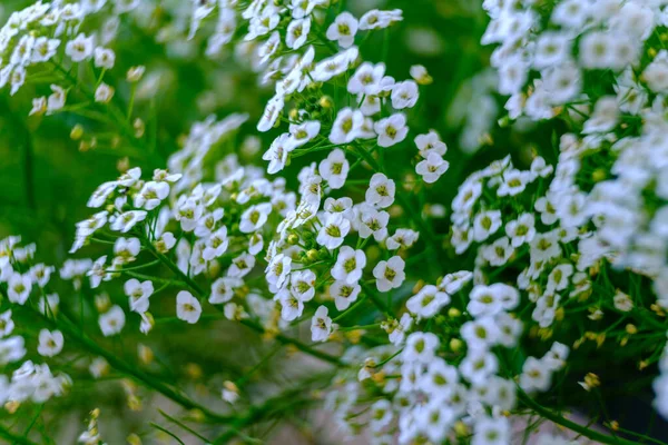 フィールドの美しい背景に小さな白い花 草のフィールドに多くの小さな夏の花 緑の背景がぼやけて — ストック写真