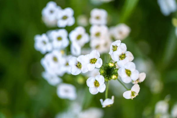 Kleine Weiße Blumen Auf Dem Schönen Hintergrund Des Feldes Viele — Stockfoto