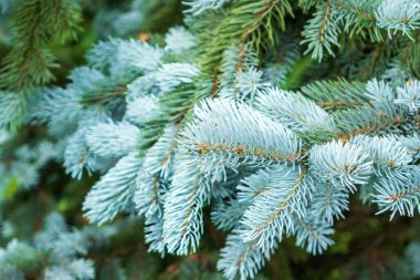 Açık mavi kayalık dağ beyazı veya gümüş köknar köknarı Abies concolor, Low 's or balsam fir or California white fir, white balsam, Colorado white fir