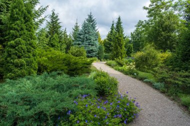 Eşkıya ve dekoratif ağaçların olduğu park alanı, haydutlarla köknar arasındaki patika, dekoratif köknar, bahçede taş patika, manzara tasarımı. Çok çeşitli kozalaklı ağaçlar..