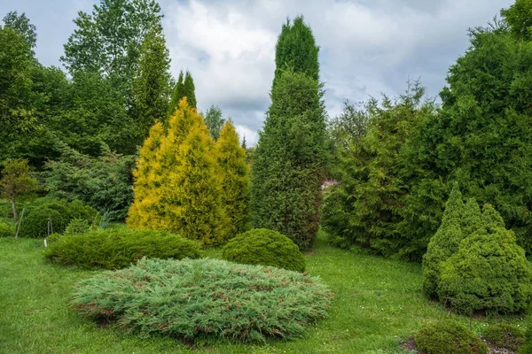 A scenic park of ornamental trees and shrubs. Diversity of different conifers. A beautiful place for a leisurely vacation.