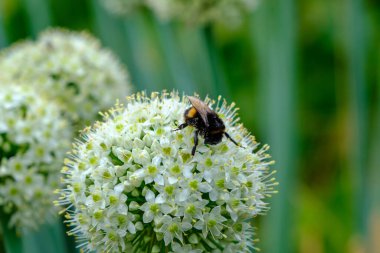 Bahçe sarımsağının büyük beyaz çiçekleri. Dekoratif bahçe, park bitkisi. Çok etkili bir dekoratif unsur. Bir yaban arısı bir çiçekte nektar toplar..