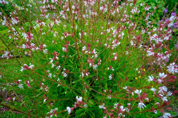 Pembe ve beyaz çiçekler Gaura Lindheimeri kıvrılan kelebekler. Çiçek çalısı, seçici odak.