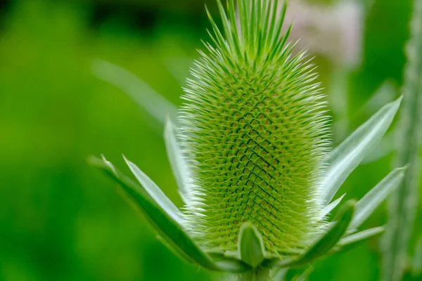 Dipsacus Fullonum Αγριογούρουνο Λουλούδια Κήπο Μακροεντολή Επιλεκτική Εστίαση Ιδιότυπο Φυτό — Φωτογραφία Αρχείου