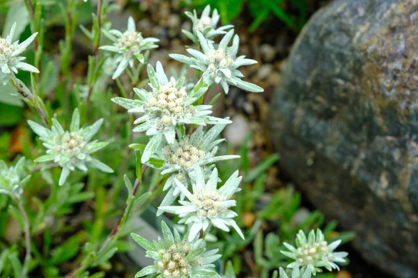 Alp edelweiss, Leontopodium alpinum, nadir ve korunan beyaz bir dağ çiçeği. Botanik bahçesinde bir bitki.