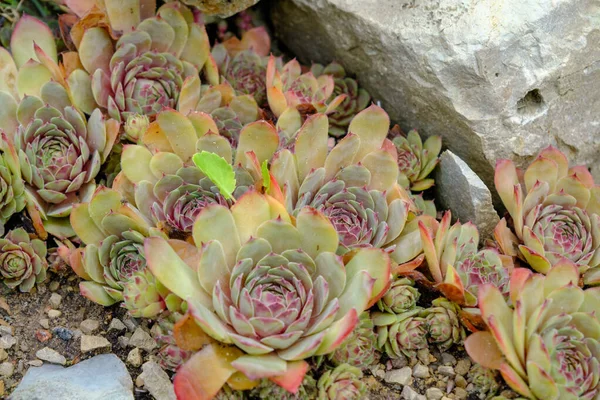 Stock image Plants grow between stones. A beautiful decorative plant near the house in the rock garden.