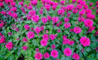 Çiçekli petunya yakın plan. Yeşil yapraklı farklı renkte çiçekler. Dekoratif duvar ögesi