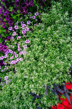 Çiçekli petunya yakın plan. Yeşil yapraklı farklı renkte çiçekler. Dekoratif duvar ögesi.