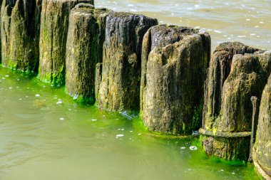 Arka planda mavi gökyüzü olan büyük bir körfezdeki eski ahşap iskelenin yan görüntüsü. Baltık Denizi Letonya