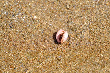 Güzel pembe bir kabuk. Letonya 'daki Baltık Denizi' nin kumlarında