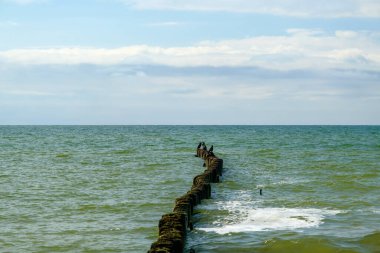 Güneşli bir günde ahşap dalga kıran kutuplar, yazın Baltık Denizi kıyısında bir dizi oluklar dalgaların gücünü ve kıyı aşınmasını azaltmaya yardımcı olur. Letonya.