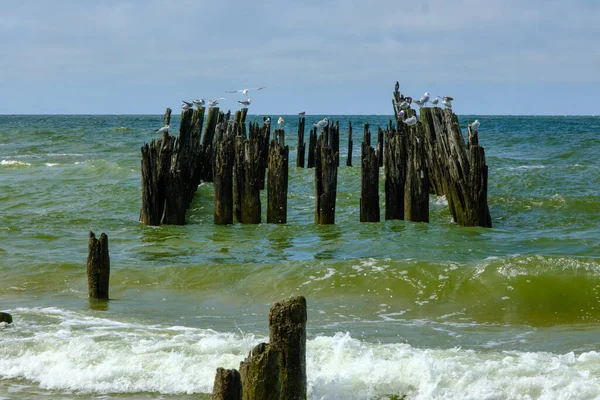 Oiseaux Mer Assis Sur Une Vieille Jetée Bois Mer Baltique — Photo