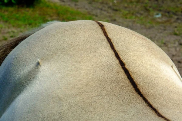Närbild Vilda Hästen Tillbaka Små Vilda Hästar Eller Presenningar Bor — Stockfoto