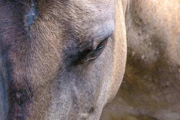 Close-up of a wild horse. Small wild horses or tarpans live in the Pape Nature Park in Latvia.