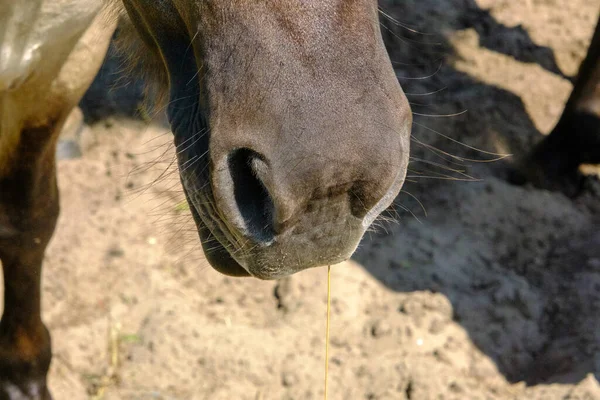 野生の馬のクローズアップ 小さな野生の馬や防水シートはラトビアのパイプネイチャーパークに住んでいる — ストック写真