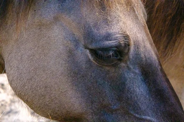 Zbliżenie Dzikiego Konia Małe Dzikie Konie Lub Plandeki Żyją Papieskim — Zdjęcie stockowe