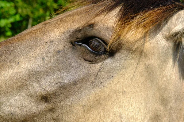 野生の馬のクローズアップ 小さな野生の馬や防水シートはラトビアのパイプネイチャーパークに住んでいる — ストック写真