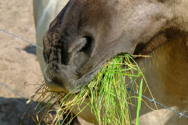 잔디를 클로즈업 라트비아의 Pape Nature Park에 살고있는 말이나 방수포 — 스톡 사진