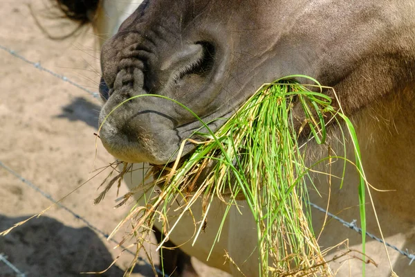草を食べている野生の馬のクローズアップ 小さな野生の馬や防水シートはラトビアのパイプネイチャーパークに住んでいる — ストック写真