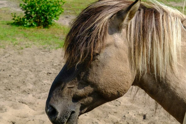 Close-up of a wild horse. Small wild horses or tarpans live in the Pape Nature Park in Latvia