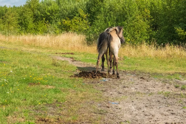 Close-up of a wild horse. Small wild horses or tarpans live in the Pape Nature Park in Latvia.