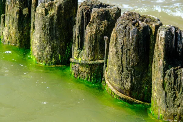 stock image Wooden wave-breaking poles on a sunny day, a row of grooves on the Baltic Sea coast in summer, Helps to reduce the force of waves and coastal erosion. Latvia.