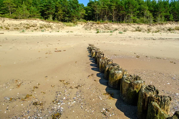 晴れた日 ラトビアのバルト海沿岸で木製のブレイクウォーターポール 波力と沿岸の浸食を減らすのに役立ちます ラトビア — ストック写真