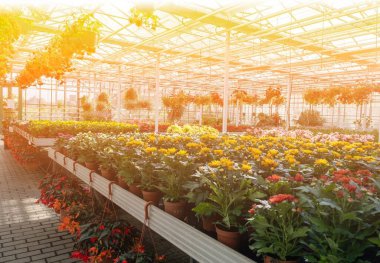Farklı çiçekler yetiştirmek için cam sera. Aile işi, ekolojik tarım. Sıcak ışıkla dolu odalar.