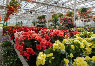 Serada büyüyen yeşil bitkiler ve içinde farklı çiçekler var..