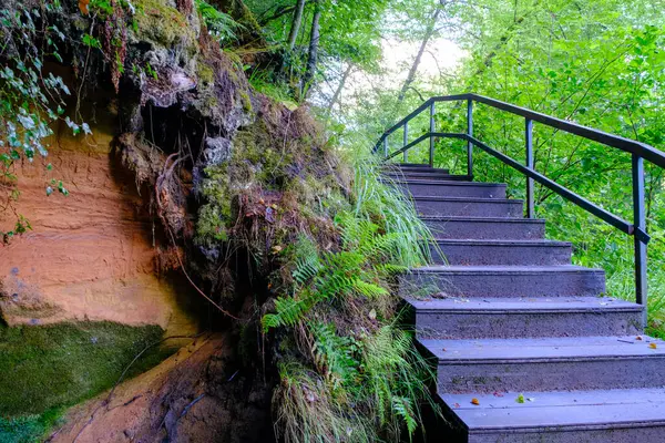 Tourist trail with wooden staircase. Wooden boardwalk tourist stairs trail with trees. Beautiful wooden eco trail with stairs in the mountain forest.