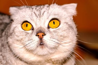 Meraklı İskoç kedisi yukarı bakıyor. Büyük turuncu gözler..