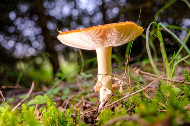 Ormandaki bir mantar sineği yakalayıcısının yakın çekimi. Zehirli mantar. Güzel renk. Arkaplan bulanıklığı.