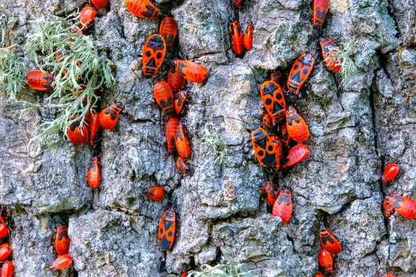 成群结队的臭虫有红臭虫 哥萨克 无翅臭虫 一种红臭虫科昆虫沿着树干爬行 植物和动物 — 图库照片