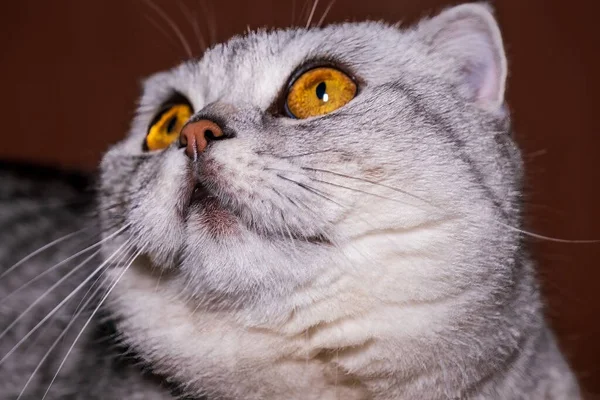 Nysgjerrig Skotsk Katt Som Ser Opp Stor Oransje Øyenskygge Katt – stockfoto