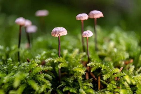 Piccoli Funghi Che Crescono Grande Gruppo Muschio Verde Vista Laterale — Foto Stock