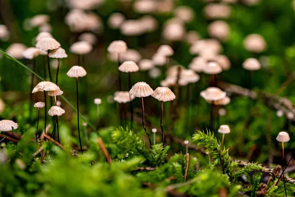Piccoli Funghi Che Crescono Grande Gruppo Muschio Verde Vista Laterale — Foto Stock