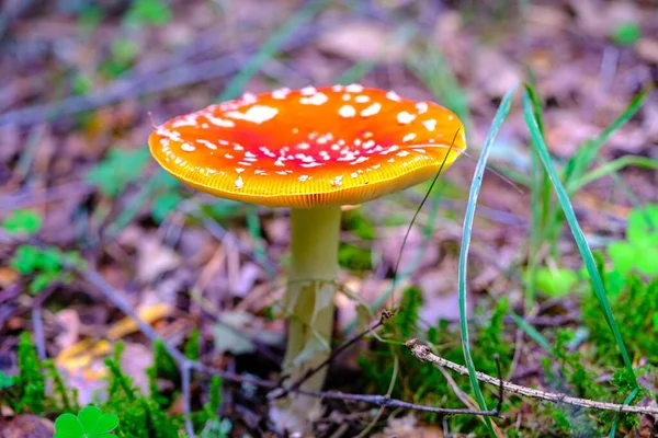 Primo Piano Cacciatore Funghi Nella Foresta Fungo Velenoso Bel Colore — Foto Stock