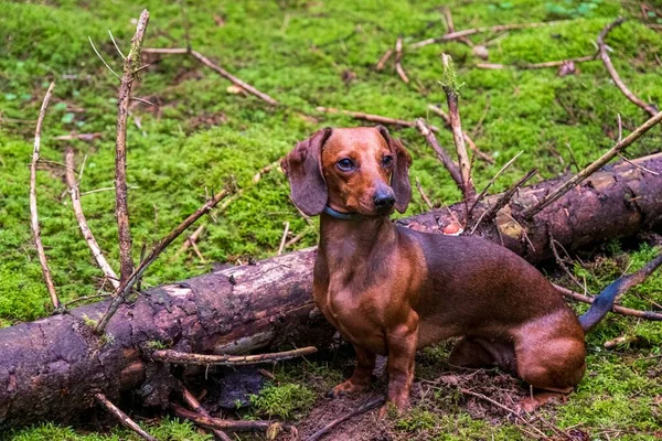 Hermoso Retrato Perro Bosque Perro Salchicha Marrón Sentado Musgo Verde —  Fotos de Stock