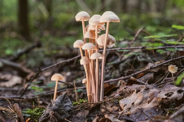 Cogumelos Pequenos Que Crescem Grande Grupo Musgo Verde Visão Lateral — Fotografia de Stock