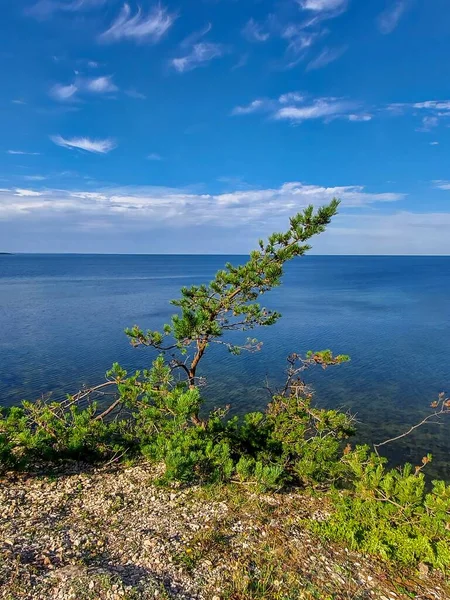 Malá Borovice Vysokém Pobřeží Ostrově Saaremaa — Stock fotografie