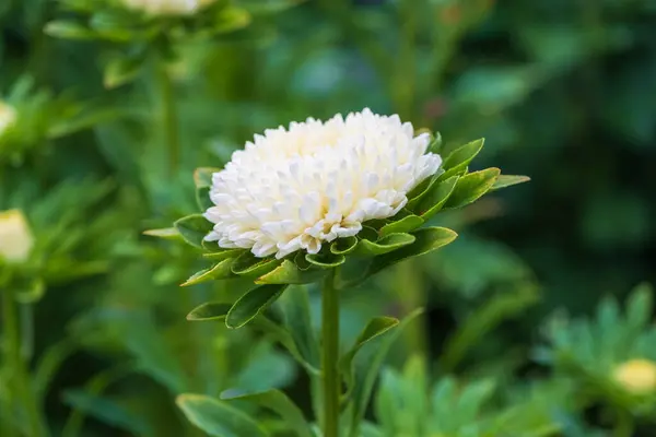Nagy Fehér Pirítósvirágok Közelről Kertben Nagy Fehér Aszterek Természet Szépsége — Stock Fotó