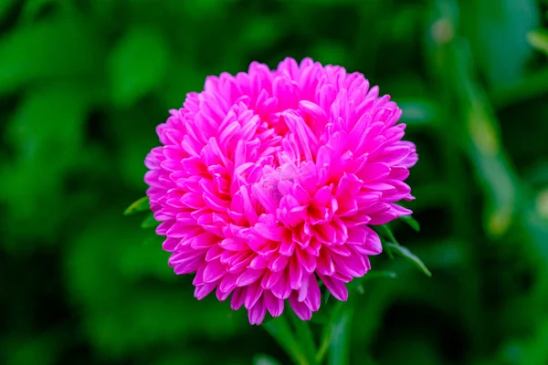 Eine Leuchtend Rosa Aster Blume Auf Einem Blumenbeet Blumen Anbauen — Stockfoto
