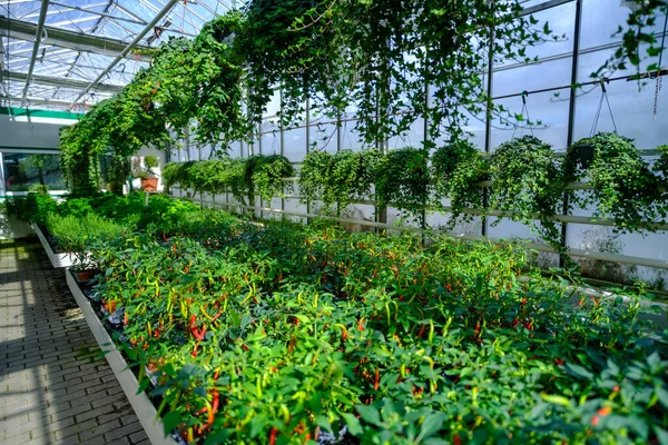 Blommor Ett Modernt Växthus Växthus För Odling Blommor Blomsterindustrin Ekologisk — Stockfoto