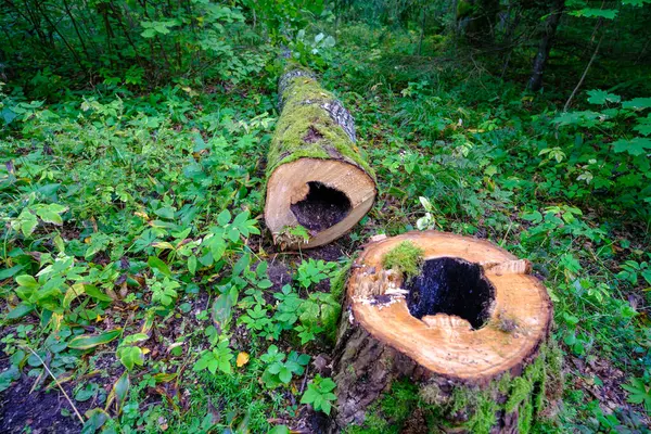 Tronco Árvore Derrubado Com Meio Vazio Desmatamento Sanitário — Fotografia de Stock