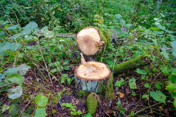 Tronco Árbol Derribado Con Medio Vacío Desbroce Bosques Sanitarios —  Fotos de Stock