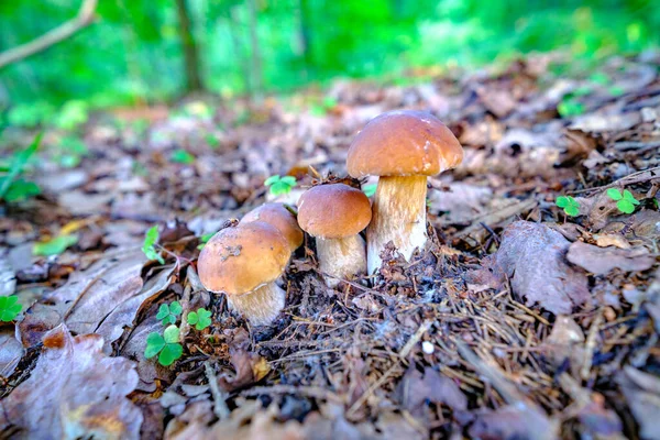 Una Famiglia Boleti Cresce Nella Foresta Funghi Porcini Della Foresta — Foto Stock