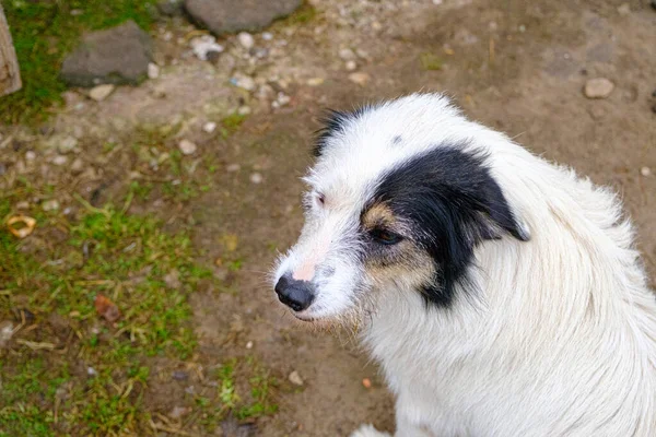 Πορτρέτο Ενός Ευτυχισμένου Χωριάτη Σκύλου Φρουροί — Φωτογραφία Αρχείου