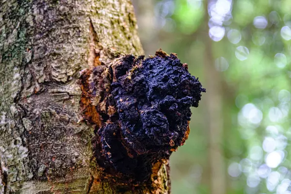 Ağaç gövdesinde mantar. Birch chaga. Antioksidan, anti-kanser etkileri. Ağaçta siyah bir büyüme var. Sağlığın için Chaga çayı.
